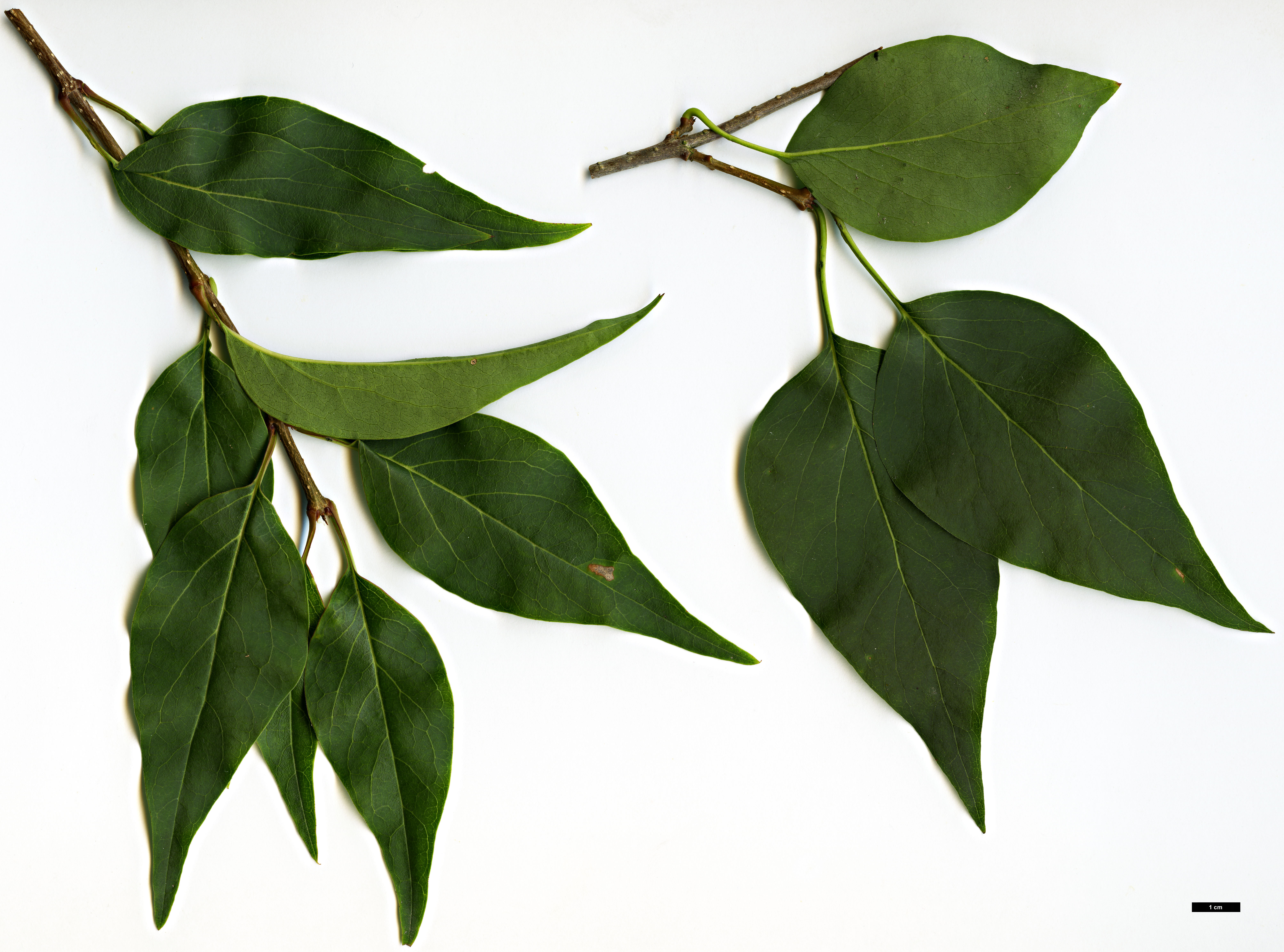 High resolution image: Family: Oleaceae - Genus: Syringa - Taxon: reticulata - SpeciesSub: subsp. pekinensis